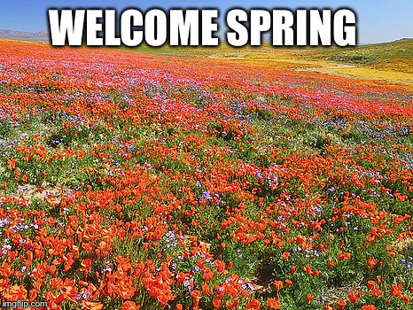 WELCOME SPRING | image tagged in welcome spring | made w/ Imgflip meme maker