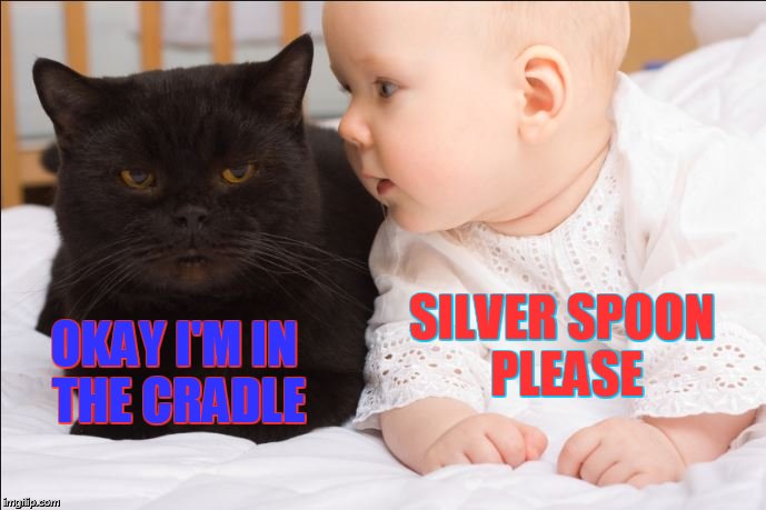 SILVER SPOON PLEASE; OKAY I'M IN THE CRADLE | image tagged in cat,animals,babies,children,humor,cute animals | made w/ Imgflip meme maker