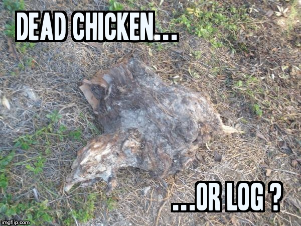 . | image tagged in chicken joke,dead,stump,chicken,chick,anti joke chicken | made w/ Imgflip meme maker