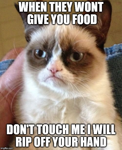 Grumpy Cat Meme | WHEN THEY WONT GIVE YOU FOOD; DON'T TOUCH ME I WILL RIP OFF YOUR HAND | image tagged in memes,grumpy cat | made w/ Imgflip meme maker