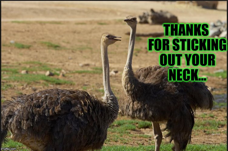 THANKS FOR STICKING OUT YOUR NECK... | image tagged in ostrich,animals,birds,humor,rednecks,i've got your back | made w/ Imgflip meme maker
