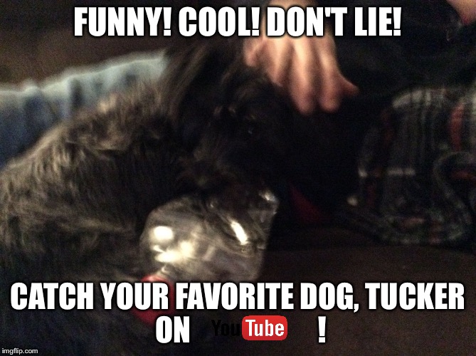 FUNNY! COOL! DON'T LIE! CATCH YOUR FAVORITE DOG, TUCKER ON                      ! | image tagged in puppy | made w/ Imgflip meme maker