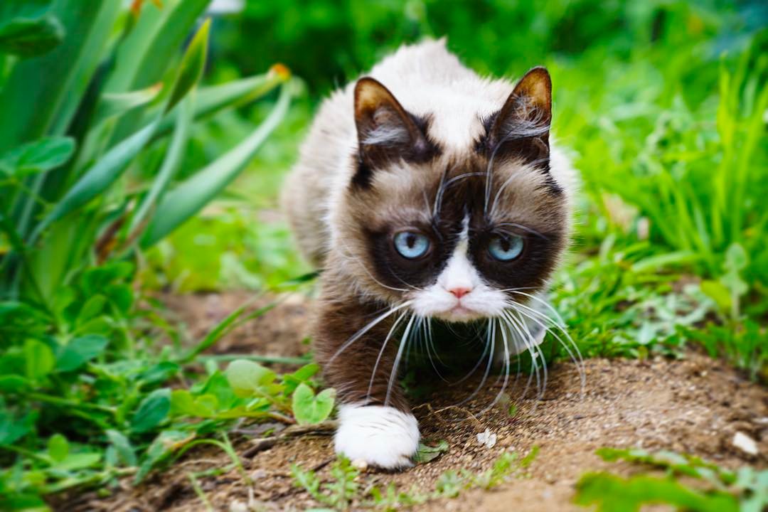 Grumpy Cat in a Jungle! Blank Meme Template