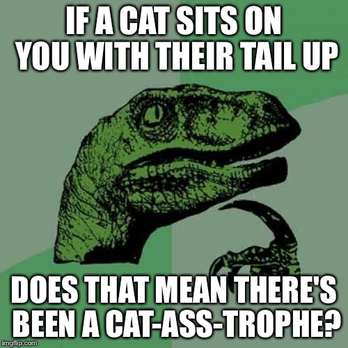 Philosoraptor | IF A CAT SITS ON YOU WITH THEIR TAIL UP; DOES THAT MEAN THERE'S BEEN A CAT-ASS-TROPHE? | image tagged in memes,philosoraptor | made w/ Imgflip meme maker