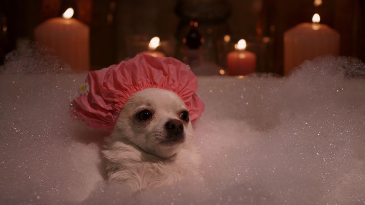 High Quality Chihuahua Bubble Bath Blank Meme Template