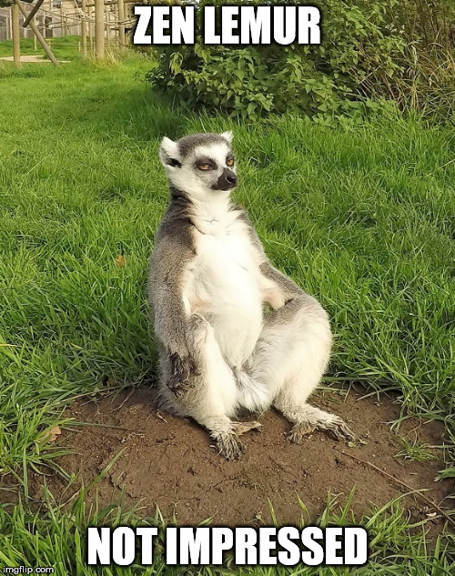 Zen Lemur | ZEN LEMUR; NOT IMPRESSED | image tagged in memes,funny,not impressed | made w/ Imgflip meme maker