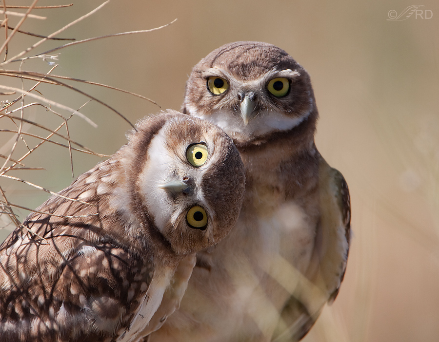 Owls Blank Meme Template