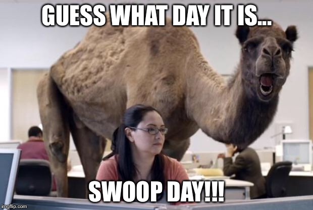 Camel | GUESS WHAT DAY IT IS... SWOOP DAY!!! | image tagged in camel | made w/ Imgflip meme maker