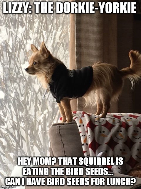 Lizzy: The Dorkie-Yorkie | LIZZY: THE DORKIE-YORKIE; HEY MOM? THAT SQUIRREL IS EATING THE BIRD SEEDS...     CAN I HAVE BIRD SEEDS FOR LUNCH? | image tagged in funny,funny dogs,funny memes,dogs | made w/ Imgflip meme maker