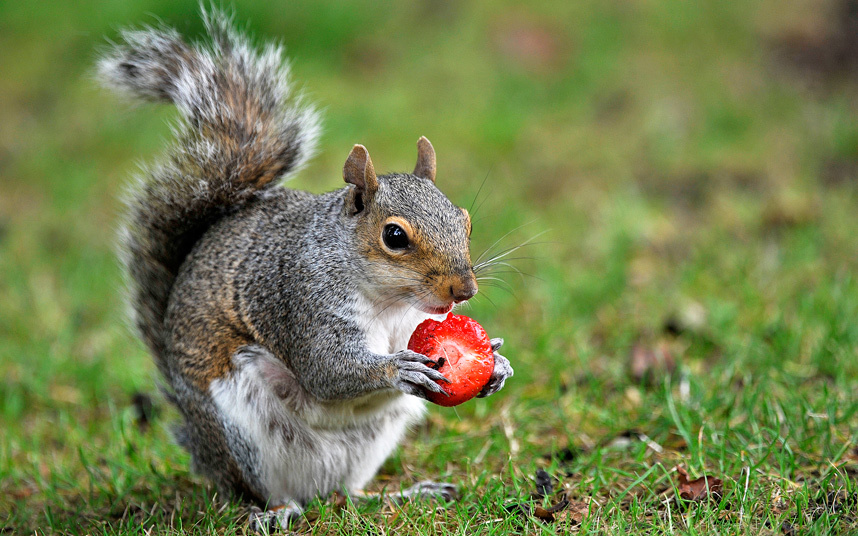 Strawberry Squirrel Blank Meme Template