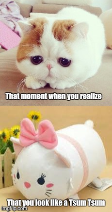 Tsum Tsum cat | That moment when you realize; That you look like a Tsum Tsum | image tagged in memes,funny,cats,cat,cute cat,sad cat | made w/ Imgflip meme maker
