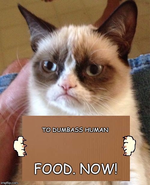Grumpy Cat Cardboard Sign | TO DUMBASS HUMAN; FOOD. NOW! | image tagged in grumpy cat cardboard sign | made w/ Imgflip meme maker