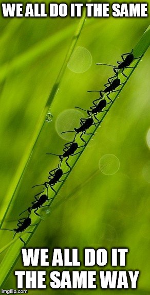 DMB Ants Marching | WE ALL DO IT THE SAME; WE ALL DO IT THE SAME WAY | image tagged in dmb,dave matthews band,ants marching,we all do it the same way,ants | made w/ Imgflip meme maker