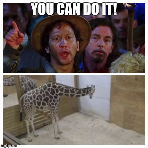 The world waiting on the New York giraffe | YOU CAN DO IT! | image tagged in giraffe baby | made w/ Imgflip meme maker