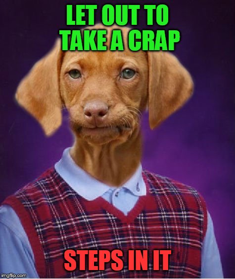 Bad Luck Raydog | LET OUT TO TAKE A CRAP; STEPS IN IT | image tagged in bad luck raydog | made w/ Imgflip meme maker