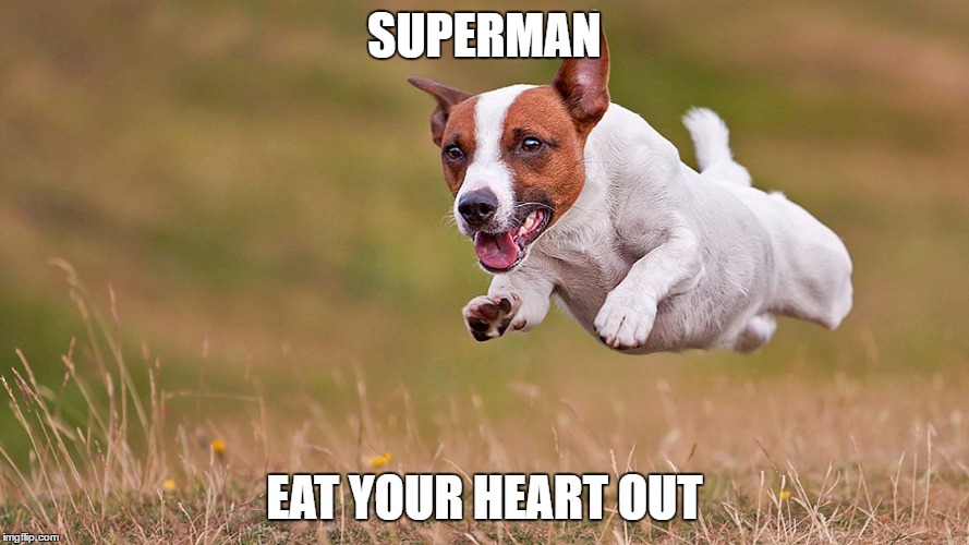 SUPERMAN; EAT YOUR HEART OUT | image tagged in flying dog | made w/ Imgflip meme maker