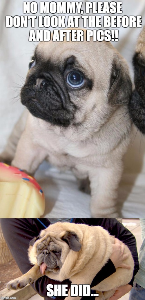 No Pictures, Please | NO MOMMY, PLEASE DON'T LOOK AT THE BEFORE AND AFTER PICS!! SHE DID... | image tagged in pugs,fat | made w/ Imgflip meme maker