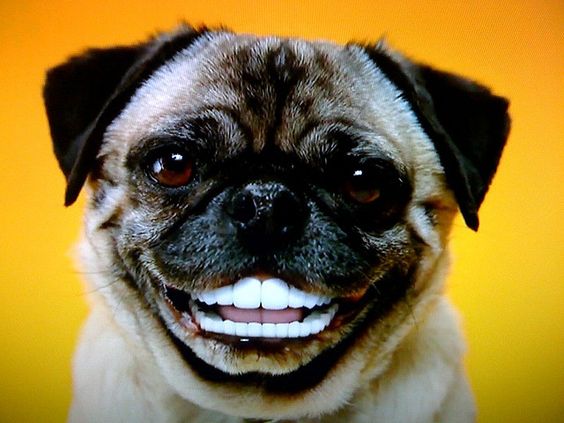 High Quality smiling pug Blank Meme Template