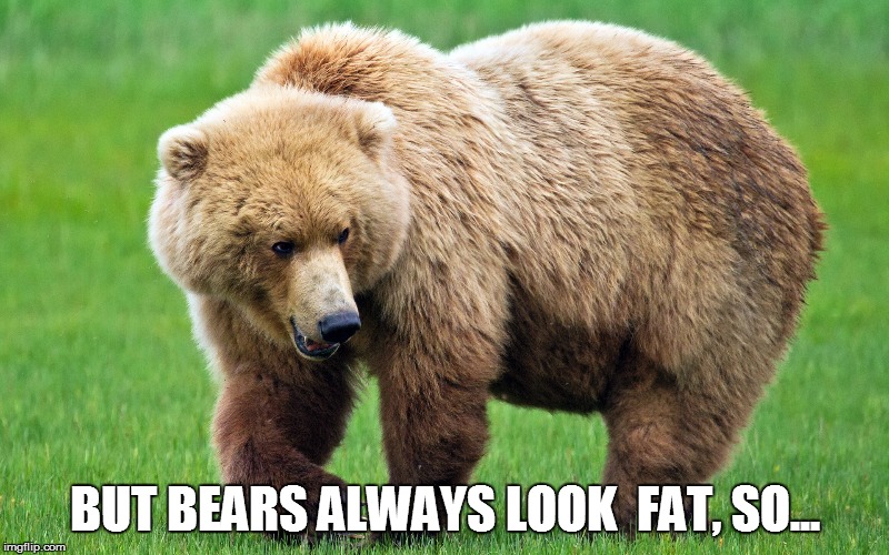 BUT BEARS ALWAYS LOOK  FAT, SO... | made w/ Imgflip meme maker