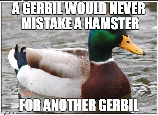 Know your people and stick with them. | A GERBIL WOULD NEVER MISTAKE A HAMSTER; FOR ANOTHER GERBIL | image tagged in memes,actual advice mallard | made w/ Imgflip meme maker