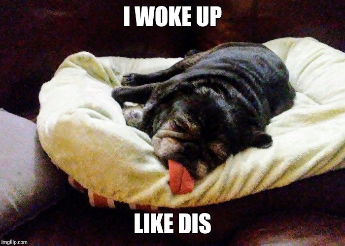 Pug love | I WOKE UP; LIKE DIS | image tagged in pugs,i woke up like this | made w/ Imgflip meme maker