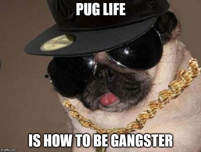 Gangster Pug | PUG LIFE; IS HOW TO BE GANGSTER | image tagged in gangster pug | made w/ Imgflip meme maker