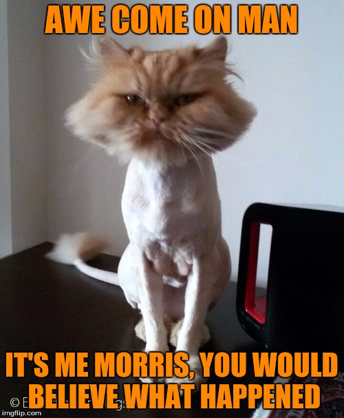 Shaved Pussy Cat | AWE COME ON MAN IT'S ME MORRIS, YOU WOULD BELIEVE WHAT HAPPENED | image tagged in shaved pussy cat | made w/ Imgflip meme maker