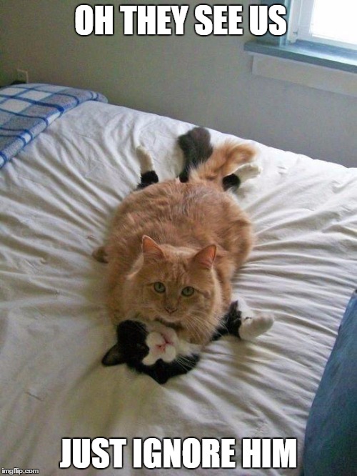 funny cats | OH THEY SEE US; JUST IGNORE HIM | image tagged in funny cats | made w/ Imgflip meme maker