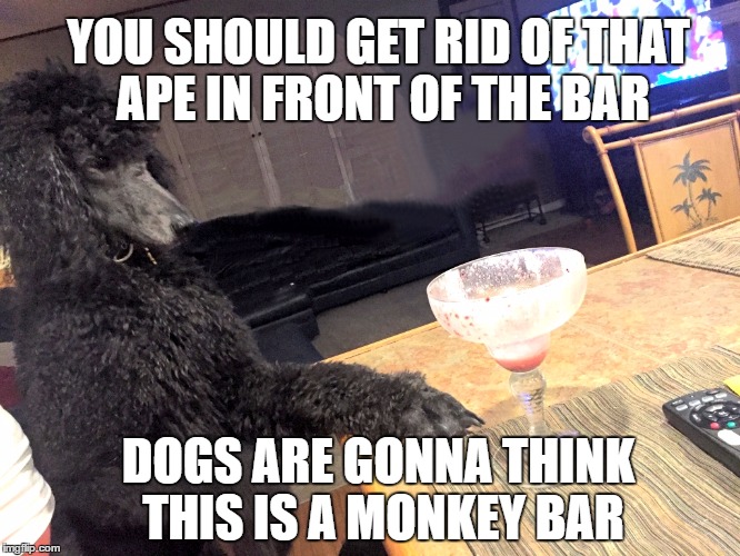 Noah Gump at The Bar | YOU SHOULD GET RID OF THAT APE IN FRONT OF THE BAR; DOGS ARE GONNA THINK THIS IS A MONKEY BAR | image tagged in noah gump at bar,monkey business,scream for your team,soygate,spygate | made w/ Imgflip meme maker