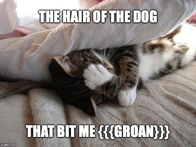 Hair Of The Dog | THE HAIR OF THE DOG; THAT BIT ME {{{GROAN}}} | image tagged in kitty | made w/ Imgflip meme maker