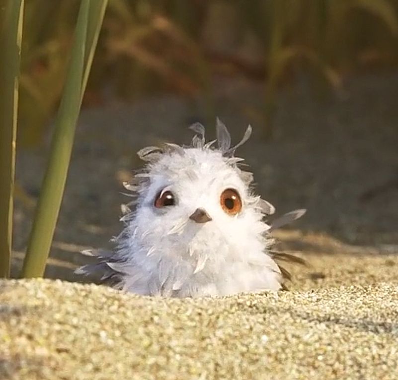 High Quality Piper Blank Meme Template