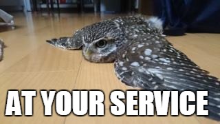 AT YOUR SERVICE | image tagged in ugluna | made w/ Imgflip meme maker