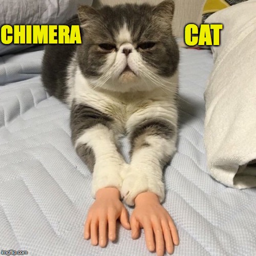 Cat Can Rub and Massage | CAT; CHIMERA | image tagged in funny cat | made w/ Imgflip meme maker