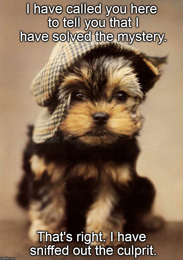 Sherlock Puppy Sniffs Out the Culprit! | I have called you here to tell you that I have solved the mystery. That's right. I have sniffed out the culprit. | image tagged in sherlock,puppies | made w/ Imgflip meme maker