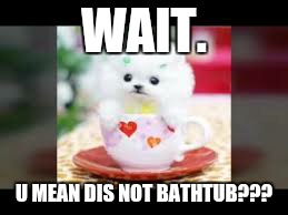 WAIT. U MEAN DIS NOT BATHTUB??? | image tagged in teacup puppy | made w/ Imgflip meme maker