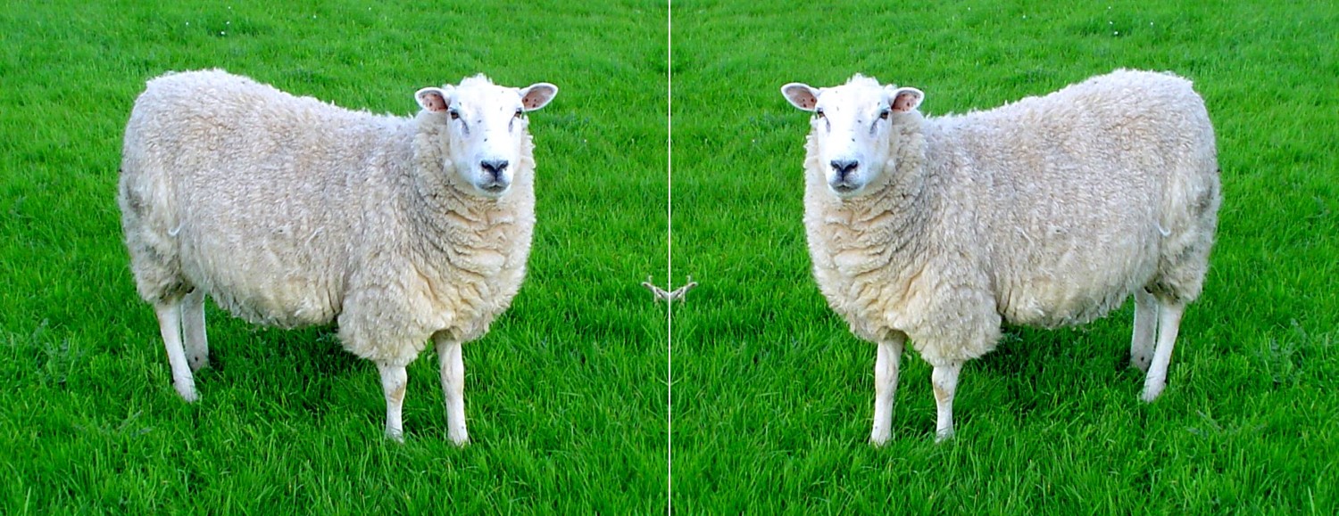 Two Sided Sheep Blank Meme Template
