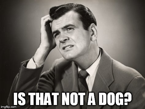 IS THAT NOT A DOG? | made w/ Imgflip meme maker