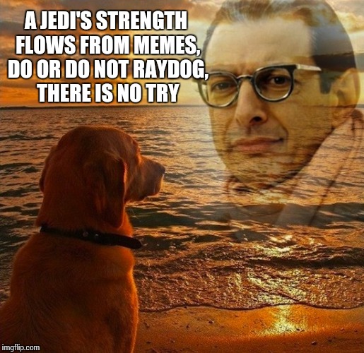 Raydog's meme spirit guide | A JEDI'S STRENGTH FLOWS FROM MEMES, DO OR DO NOT RAYDOG, THERE IS NO TRY | image tagged in memes,jeff goldblum | made w/ Imgflip meme maker