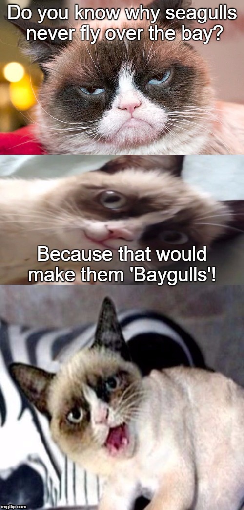 The More You Know... | Do you know why seagulls never fly over the bay? Because that would make them 'Baygulls'! | image tagged in bad pun grumpy cat,grumpy cat | made w/ Imgflip meme maker