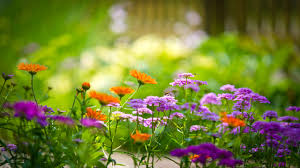 garden Blank Meme Template