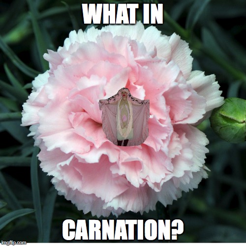 What in Tarnation is in That Carnation? | WHAT IN; CARNATION? | image tagged in tarnation,what in tarnation | made w/ Imgflip meme maker