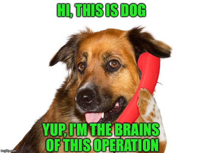 Dog On The Phone | HI, THIS IS DOG YUP, I'M THE BRAINS OF THIS OPERATION | image tagged in dog on the phone | made w/ Imgflip meme maker