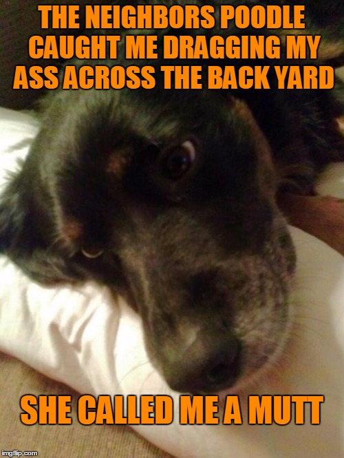 THE NEIGHBORS POODLE CAUGHT ME DRAGGING MY ASS ACROSS THE BACK YARD SHE CALLED ME A MUTT | made w/ Imgflip meme maker