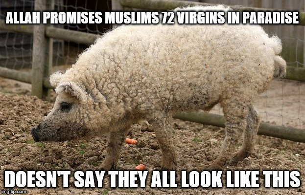 Allah Didn't Mention This One Detail | ALLAH PROMISES MUSLIMS 72 VIRGINS IN PARADISE; DOESN'T SAY THEY ALL LOOK LIKE THIS | image tagged in 72 virgins muslim pig,72 virgins,muslim,pigs | made w/ Imgflip meme maker