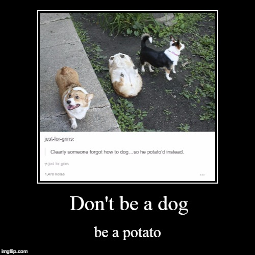 No offense Raydog | image tagged in funny,demotivationals,dog,potato | made w/ Imgflip demotivational maker