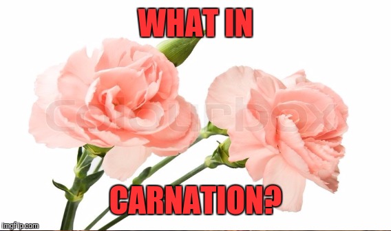 I heard it was "What in tarnation?" week | WHAT IN; CARNATION? | image tagged in memes | made w/ Imgflip meme maker