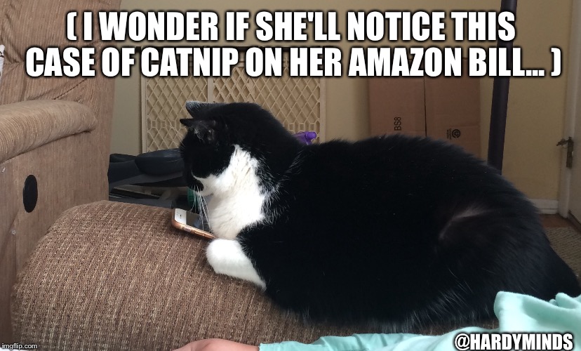 ( I WONDER IF SHE'LL NOTICE THIS CASE OF CATNIP ON HER AMAZON BILL... ); @HARDYMINDS | image tagged in amazon cat | made w/ Imgflip meme maker