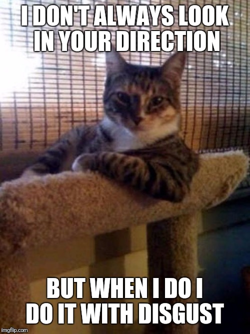 The Most Interesting Cat In The World | I DON'T ALWAYS LOOK IN YOUR DIRECTION; BUT WHEN I DO I DO IT WITH DISGUST | image tagged in memes,the most interesting cat in the world | made w/ Imgflip meme maker