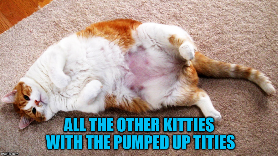 ALL THE OTHER KITTIES WITH THE PUMPED UP TITIES | image tagged in kitten,cats,funny cats,tits,titties,cat meme | made w/ Imgflip meme maker