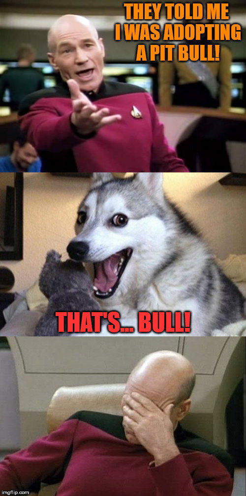 The Final Pun-tier | THEY TOLD ME I WAS ADOPTING A PIT BULL! THAT'S... BULL! | image tagged in the final pun-tier | made w/ Imgflip meme maker